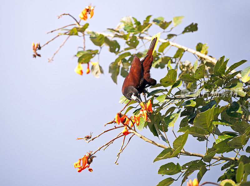 Montezuma Oropendola somersaults，哥斯达黎加的外来物种之一